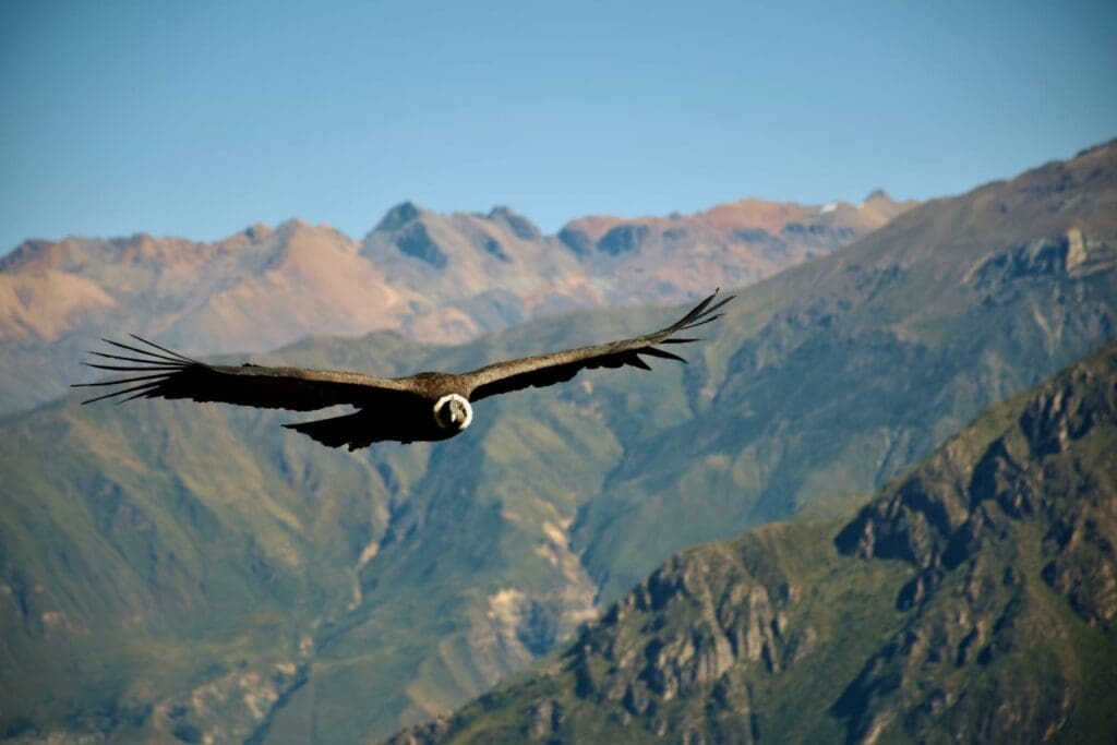 Condor in Peru