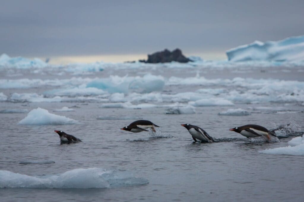 Penguins in Antarctica