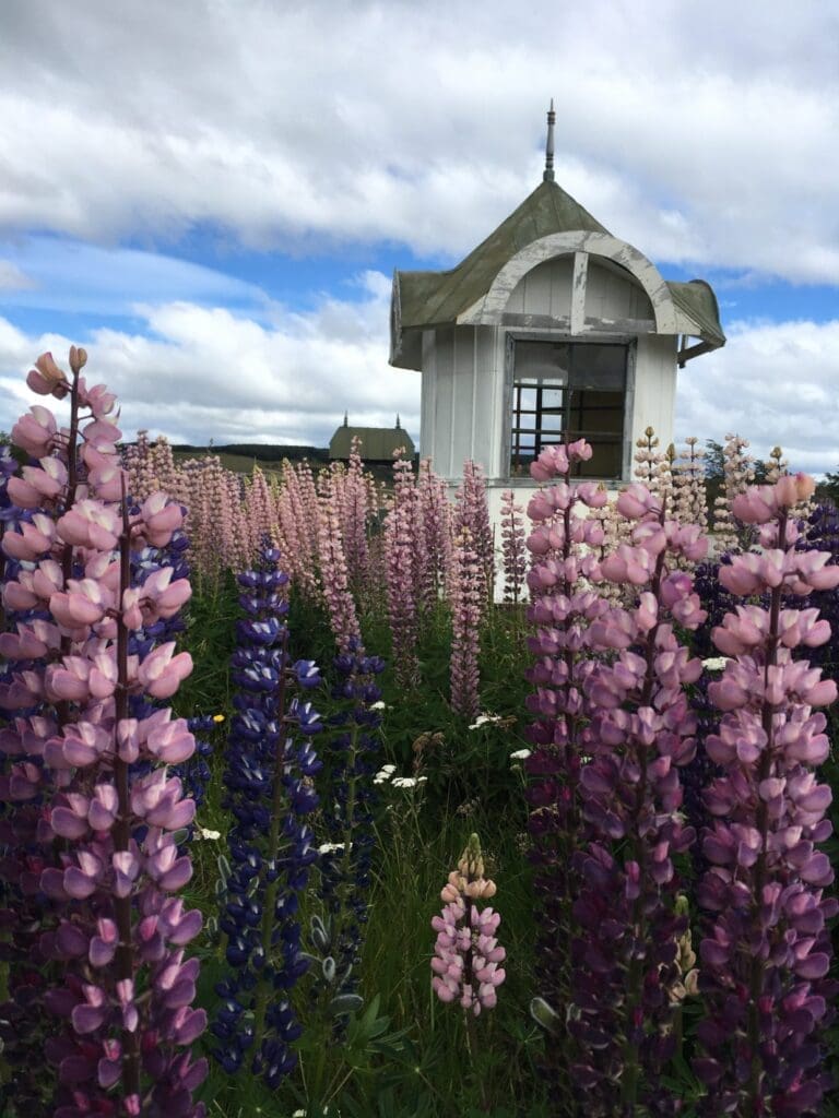 Charming house with flowers under blue sky in Puerto Natales