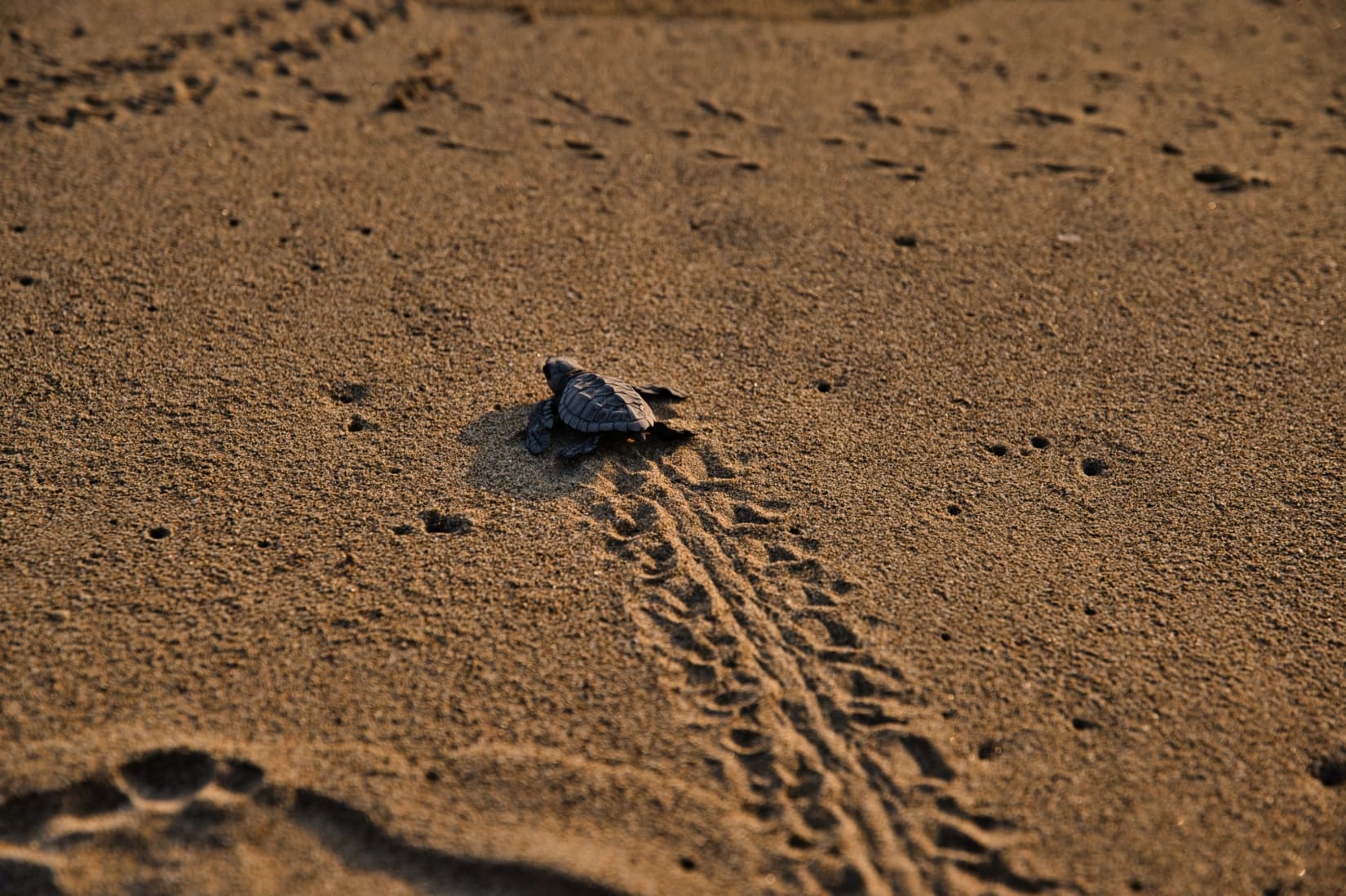 Brown Sea Turtle crawling on a sandy beach