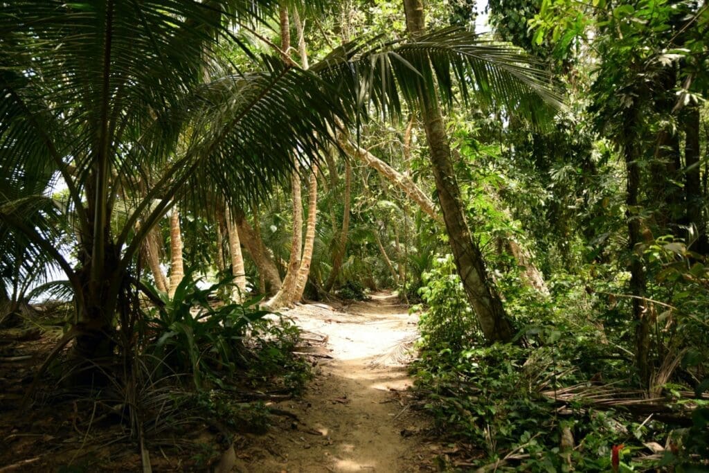 Sandy pathway between lush trees of the Tortuguero Forest, Costa Rica