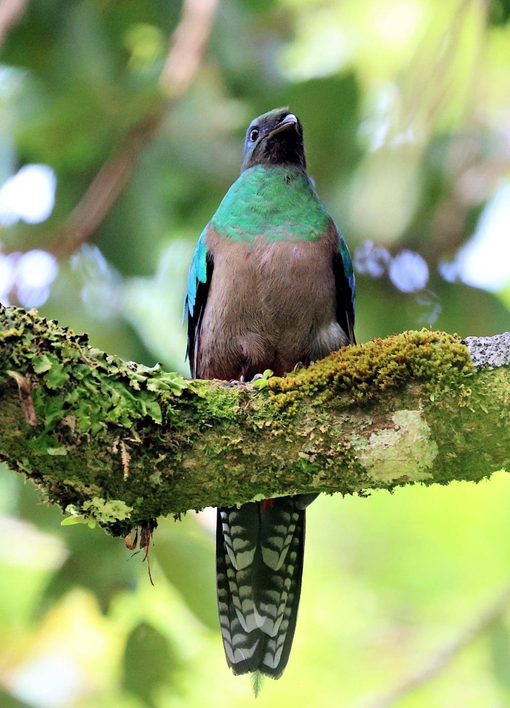 Close up image of colorful quetzal bird perched on mossy branch