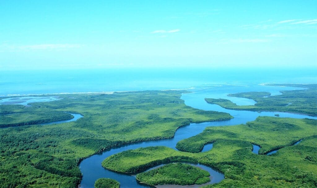 lush mangroves in costa rica on a sunny day